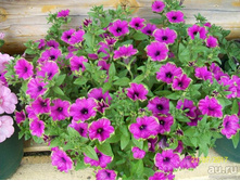 ������� Cascadias Pitaya 150�
