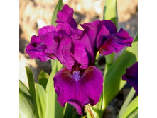 Bourgeois ���� 4,1 ���� �������� 2 ��.jpg