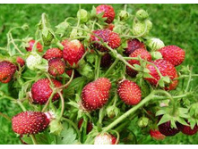 ���������� �������