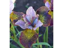 Zipper ����������� ���� 5,85 ���� �������� 1 ��.jpg