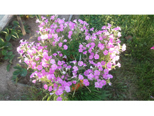 ��������� �������