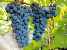 �������� �������� +23�