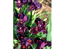 Minidragon �������� ���� 4,68 ���� �������� 2 ��.jpg