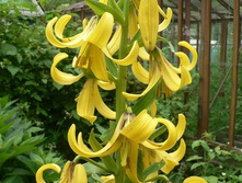 ����� ������.jpg