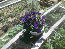 �������� �����-�����