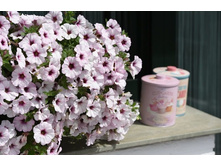 ������� Surprise White Orchid 150�