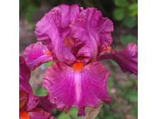 Splash of Raspberry ������������ ���� 8,19 ���� �������� 1 ��.jpg