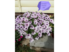 ����� Lilac Ice