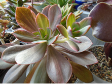 DSC08111.JPG �������� Hanaikada