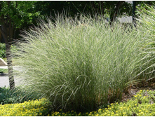 ��������� Miscanthus sinensis Morning Light C5 (30-40) ���� ���� 12,75 �������� 1 ��.jpg