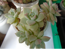 DSC08064.JPG �������� - 100