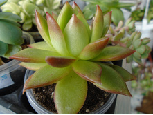 DSC08078.JPG ������� - 200