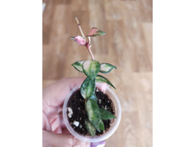 lacunosa long leaves var.