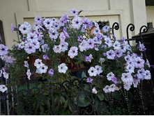 ���� �������