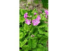 IMG 20230504 162724.jpg