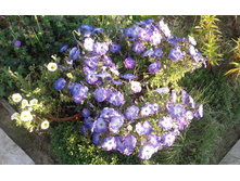 ������ �������