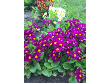 ������������� ���������� .jpg