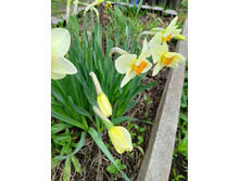 1. ������� - 15� - ��������