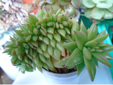 DSC08038. �������� ���������� - 200