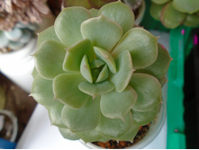 DSC08062.JPG �������� - 100