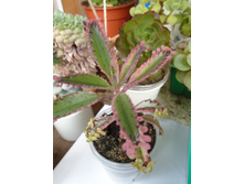 DSC08035.JPG �������� ���������� - 120