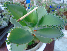 DSC08071.JPG �������� - 200