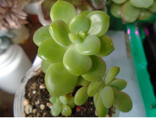 DSC08065.JPG ��������� - 150