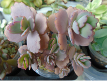 DSC08082.JPG �������� - 200