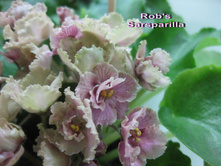 ������ Rob's Sarsparilla