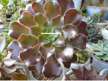 DSC08109.JPG ������ �����