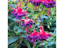 ������ Dollar princes