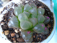 DSC08060.JPG �������� - 200