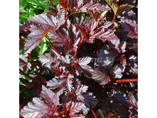 �������������  �������(���)