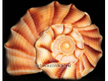 500x500.2f15fe61558529f4.jpg