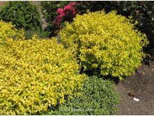 ������ Spiraea japonica Goldmound C5 (30-40) ���� ���� 7,58 �������� 2 ��.jpg