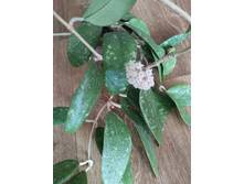 sp. (IML-1508) beautiful splash leaves ���-832