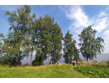 IMG 20200810 122906.jpg