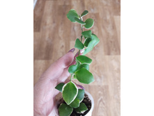 ���� heuschkeliana albomarginata.