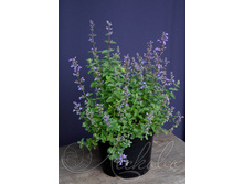 �������� Nepeta Purrsian Blue PBR C2 (15-20) ���� ���� 4,73 �������� 1 ��.jpg