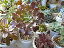 DSC08108.JPG ������  �����