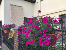 ���� �������