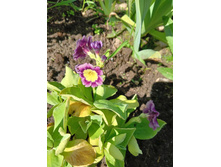 ������� - 120 �