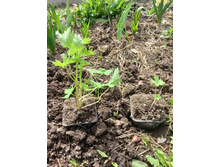 ���������� �����.