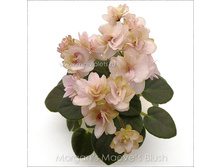 ������ Morgan's Maeves Blush