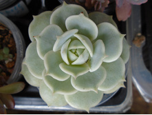 DSC08081.JPG ���� -200 (��������)