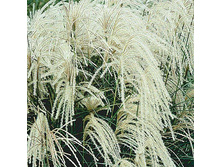 ��������� Miscanthus sinensis Kleine Silberspinne C2 () ���� ���� 5,85 �������� 2 ��.jpg