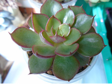 DSC08058.JPG �������� Vanglin - 200