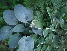 IMG 20230623 204718.jpg