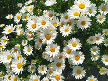 IMG 20230610 140758.jpg