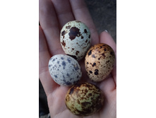 IMG 20230616 212347.jpg